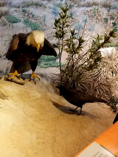 Museum «Peggy Notebaert Nature Museum», reviews and photos, 2430 N Cannon Dr, Chicago, IL 60614, USA