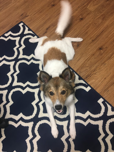 Pet Supply Store «PetSmart», reviews and photos, 860 NE Mall Blvd, Hurst, TX 76053, USA