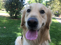 Pet Sitter Dog Waker The Dasher Dog - Photo 7 - Car repair in , Los Angeles