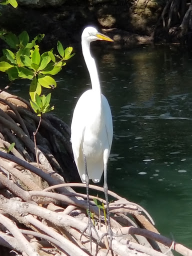 Aquarium «Florida Keys Aquarium Encounters», reviews and photos, 11710 Overseas Hwy, Marathon, FL 33050, USA