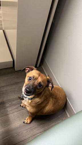 VCA North Division Animal Medical Center image