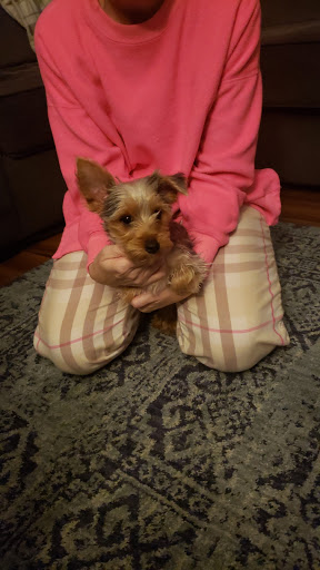 Pet Store «The Puppy Store», reviews and photos, 1163 Merrick Ave, Merrick, NY 11566, USA