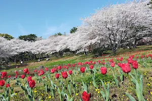 Beppu Park image