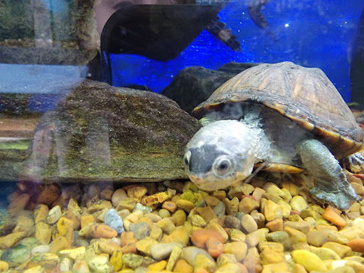 Pet Store «Aqua World Pet Super Center», reviews and photos, 8143 Ohio River Blvd, Pittsburgh, PA 15202, USA