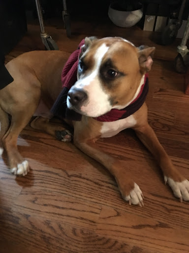 Wholesale Florist «Urban Jungle», reviews and photos, 2603 Sherman Ave NW, Washington, DC 20001, USA