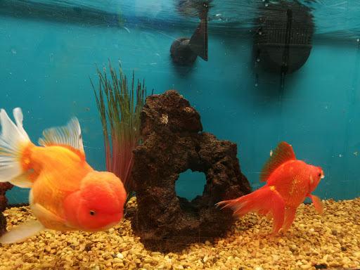 Pet Supply Store «Petco Animal Supplies», reviews and photos, 1333 Centennial Ave, Piscataway Township, NJ 08854, USA