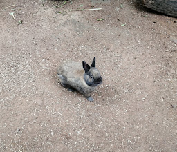Willow Feather Farm photo