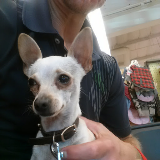 Petco Dog Training image