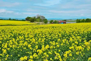 Takikawa Canola Flower Festival image