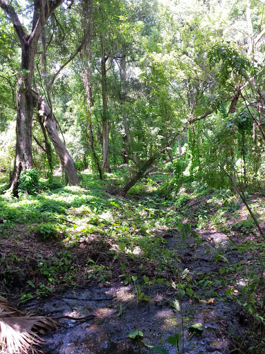 Park «Cliff Stephens Park», reviews and photos, 600 Fairwood Ave, Clearwater, FL 33759, USA