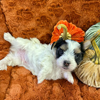 Vinton Veterinary Hospital Wellness Center - Photo 9 - Car repair in Vinton, VA, Roanoke