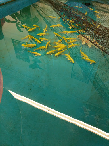 Fish farm Anaheim