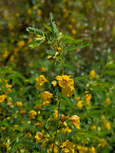 Park «Rockburn Branch Park», reviews and photos, 6105 Rockburn Branch Park Rd, Elkridge, MD 21075, USA