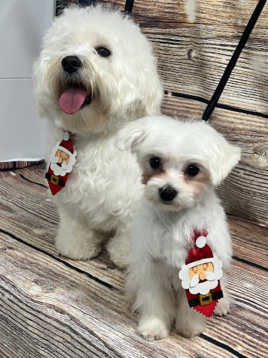 Pensioni per cani e dog hotel a Pretty Pet