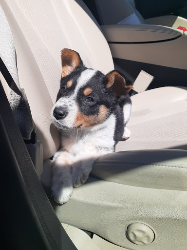 Pet Supply Store «PetSmart», reviews and photos, 3260 Stockton Hill Rd, Kingman, AZ 86409, USA