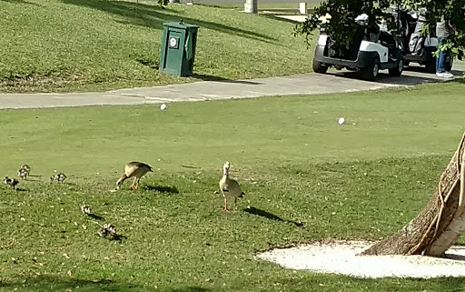 Public Golf Course «Vista Plantation Golf Club», reviews and photos, 48 Plantation Dr, Vero Beach, FL 32966, USA