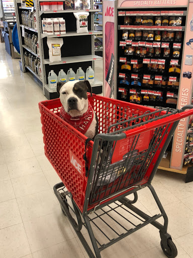 Electrical Supply Store «Roberts Ace Hardware», reviews and photos, 2050 N Alma School Rd #18, Chandler, AZ 85224, USA