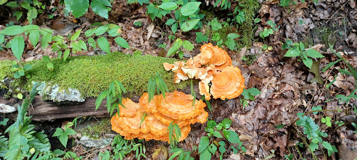 National Park «Cumberland Gap National Historical Park», reviews and photos, 91 Bartlett Park Road, Middlesboro, KY 40965, USA