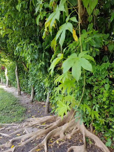 Park «Evelyn Greer Park», reviews and photos, 8200 SW 124th St, Pinecrest, FL 33156, USA