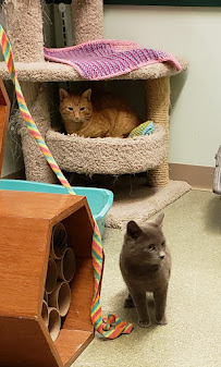 Benson's Pet Center - Photo 6 - Car repair in Clifton Park, NY, Albany