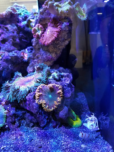 Aquarium «VIP Reef Aquarium», reviews and photos, 16300 SW 137th Ave #121, Miami, FL 33177, USA