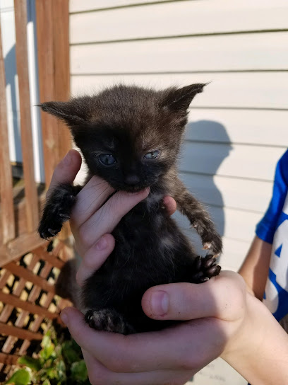 Ashe County Animal Control