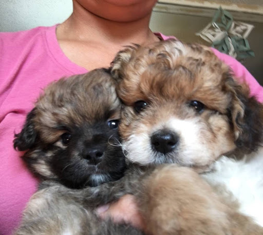 Küçük Resim 1