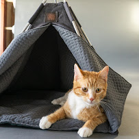 Petnah Luxury Pet Products - Photo 8 - Car repair in San Diego, CA, San Diego