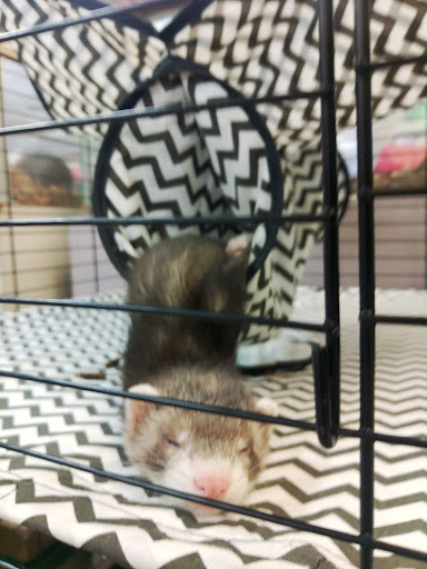 Pet Store «Harrison Pet Center», reviews and photos, 10517 Harrison Ave, Harrison, OH 45030, USA