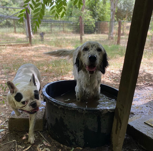 Pensioni per cani e dog hotel a Da Capo A Coda Dog Residence