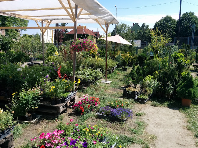 Értékelések erről a helyről: Magnolia Garden - Kertészeti Áruda, Győr - Kertészkedő