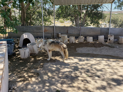 Wolf Mountain Sanctuary