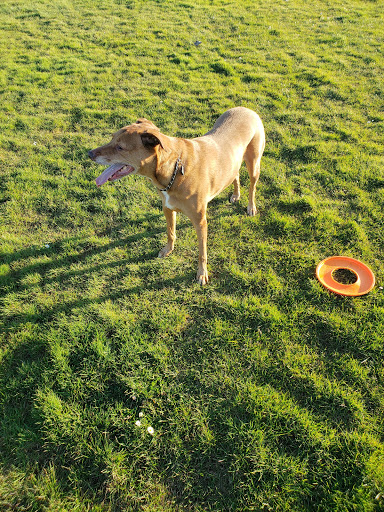 Dog Park «Chapin Park», reviews and photos, 338 Warner Parrott Rd, Oregon City, OR 97045, USA