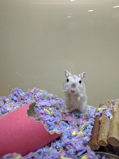 Places to buy a hamster Oldham