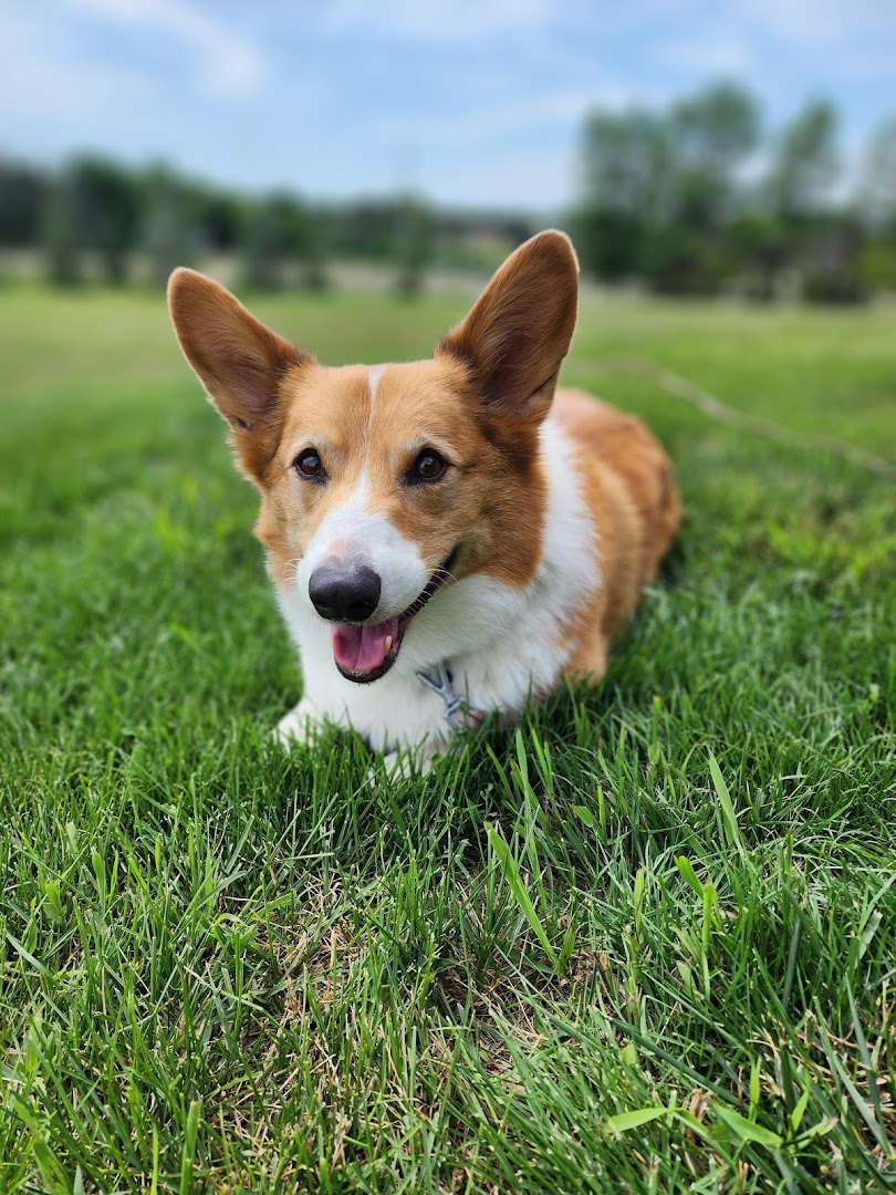 Animal Empowerment League