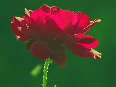 Fleurs de Loire à Malville