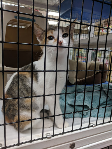 Pet Supply Store «Pet Supermarket», reviews and photos, 11160 Panama City Beach Pkwy #402, Panama City Beach, FL 32407, USA