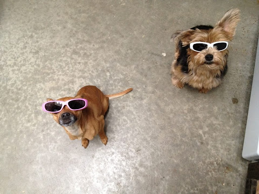 Fetch Pet Care of Santa Clarita Valley image