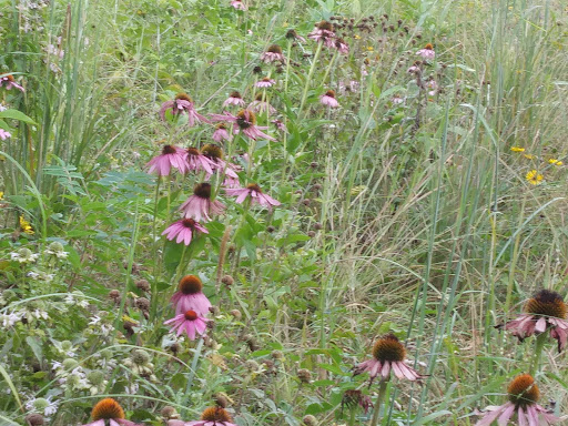 Bird Watching Area «Haehnle Sanctuary», reviews and photos, Seymour Rd, Pleasant Lake, MI 49272, USA