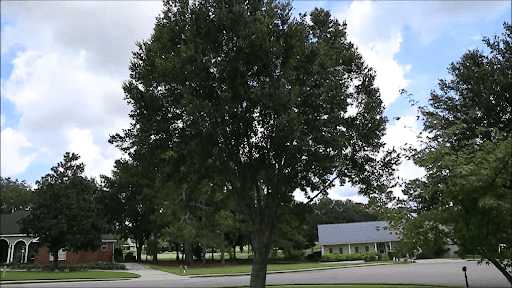 Waco Tree Service in Waco TX