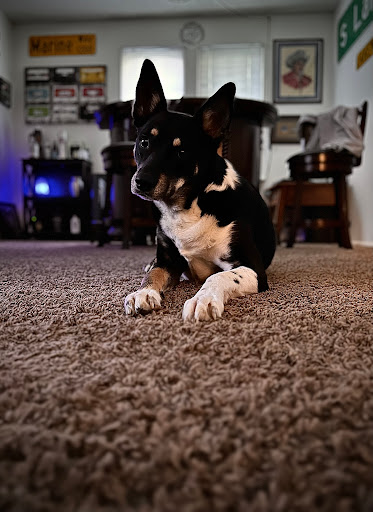 Maplewood Animal Hospital image