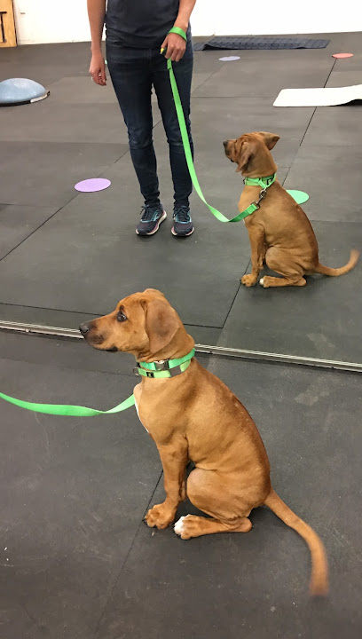 Colorado Springs Dog Training Company