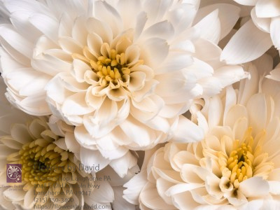 Florist «Flowers by David», reviews and photos, 2048 E Old Lincoln Hwy, Langhorne, PA 19047, USA