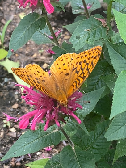 nh native perennials