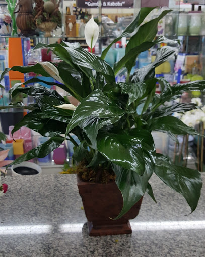 Florist «Houston Medical Center Florist», reviews and photos, 7127 Fannin St, Houston, TX 77030, USA