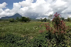 Dole Pineapple Plantation image