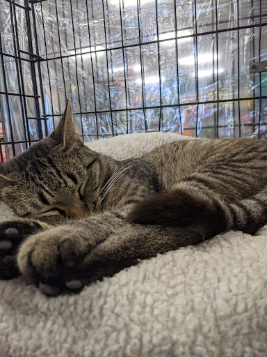 Pet Store «Friendly Pets», reviews and photos, 625 Friendly Center Rd, Greensboro, NC 27408, USA