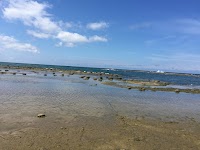 木の化石