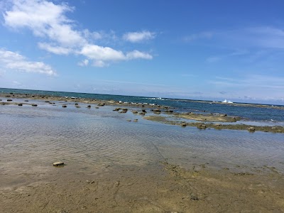 木の化石