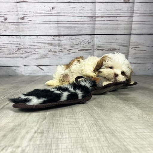 Pet Store «The Family Puppy of Oakland Mall», reviews and photos, 528 W 14 Mile Rd, Troy, MI 48083, USA